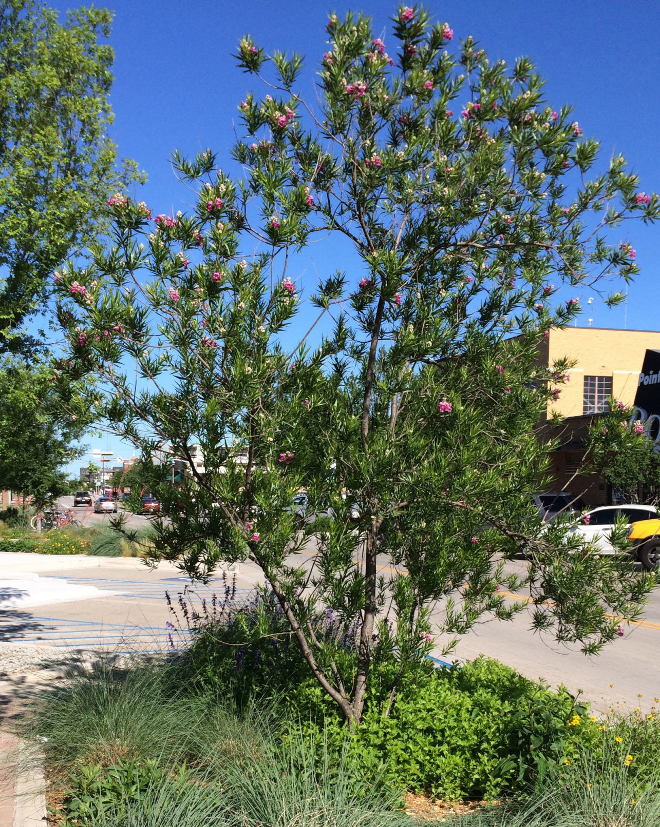 Desert willow